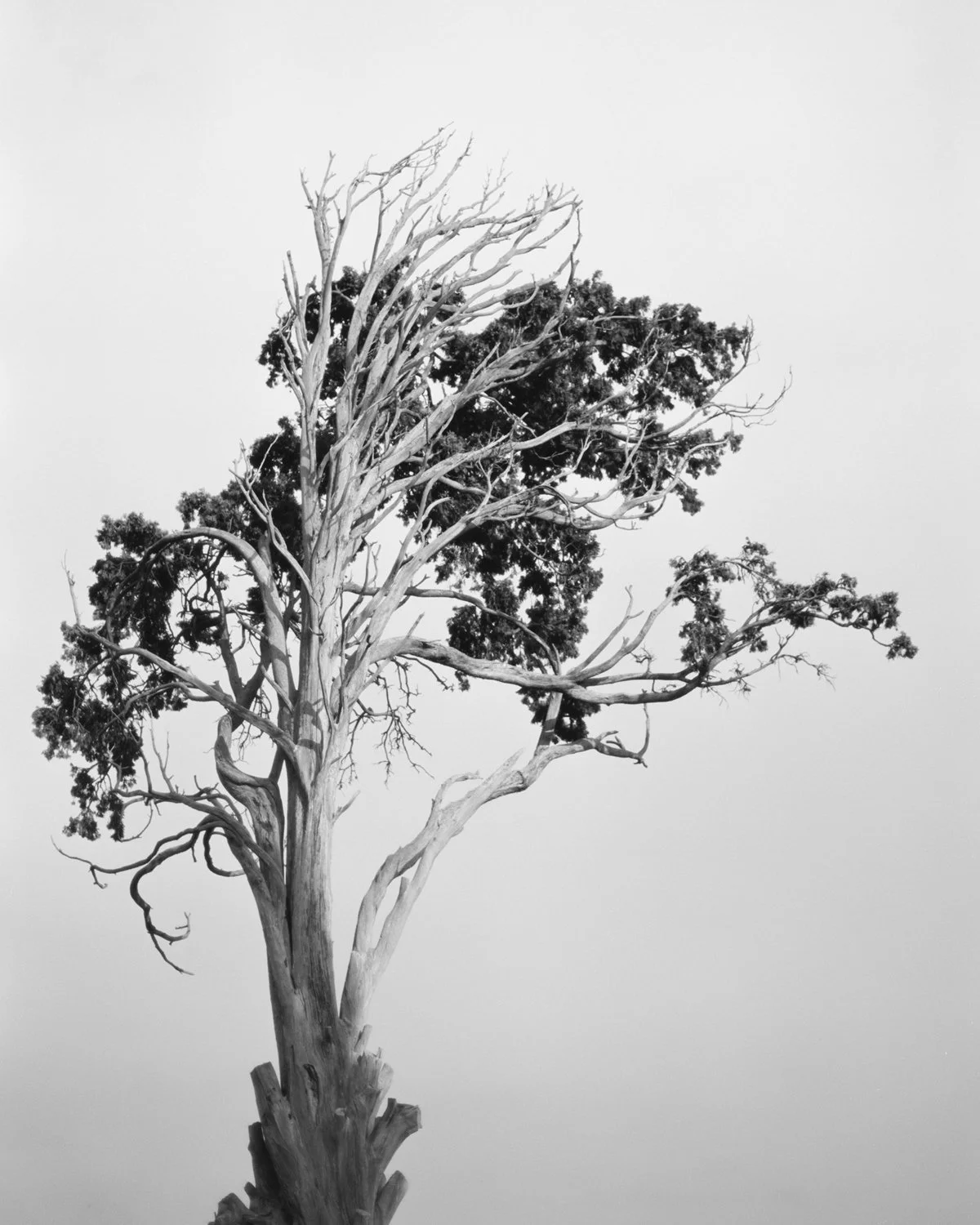 MERCY TREES オランダ写真家　Hans van Ommeren 写真集 Erdiola Kanda Mustafaj's Pasqyra e Lëndësh Shows How Exile Turns